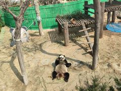 -西霞口神雕山野生动物世界