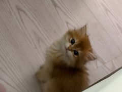 -宠爱国际动物医院·消化内科·心肾内科·ISFM猫友好(望京店)