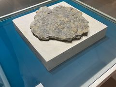 -青岛贝壳博物馆