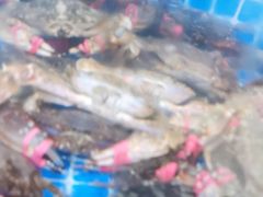 -宾朋海鲜特色美食餐厅·纯手工鲅鱼水饺(兴海路店)