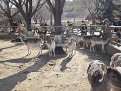 -鄂尔多斯野生动物园