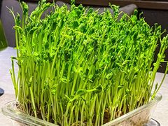 活体鲜豆苗-罗勒家·养生火锅· Bistro(大望路店)
