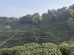-龙井壹号·茶缘山景宴(龙井村店)