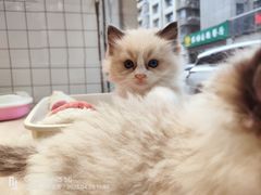 -宠伴小精灵宠物店(鼓楼店)