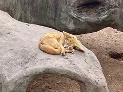 -上海野生动物园