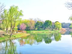 -顾村公园