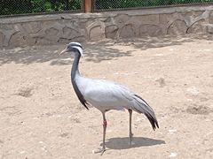 -哈尔滨北方森林动物园