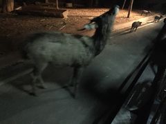 -清迈夜间动物园