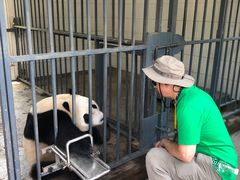 -都江堰中华大熊猫苑
