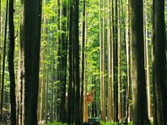 -武陵山森林公园