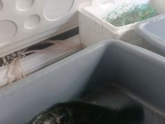 -金三可市井水煮鱼(金碧园店)