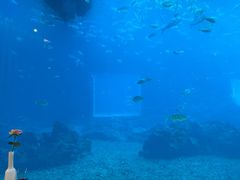 -海棠湾洲际-涛·海底餐厅·美人鱼·自助餐·海底隧道