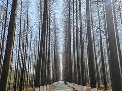 -黄海国家森林公园