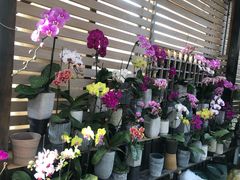 -秦美花卉(天朗·莱茵小城2期店)