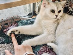 -平行世界·猫咖(首经贸店)
