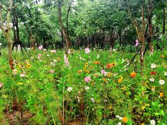 景点-上海长兴岛郊野公园