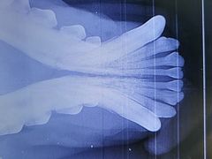 -美联众合动物医院·24h转诊中心