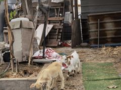 -马陆小张葡萄园农家乐