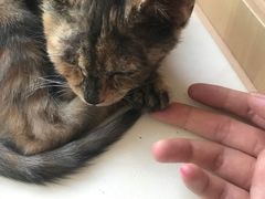 -宠福鑫康馨动物医院·骨科·眼科