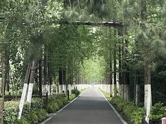 -合肥滨湖国家森林公园