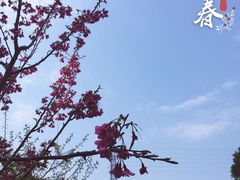 -金鸡山公园