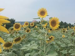 -光明小镇欢乐田园