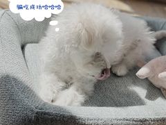 -宠爱多约克夏马尔济斯泰迪小型犬专卖