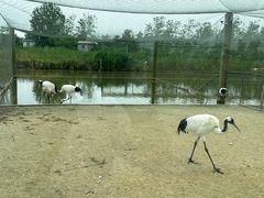 -盐城丹顶鹤湿地生态旅游区