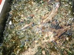 -重庆医科大学附属第一医院(本部)