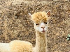 -石家庄市动物园