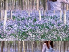 -西青郊野公园
