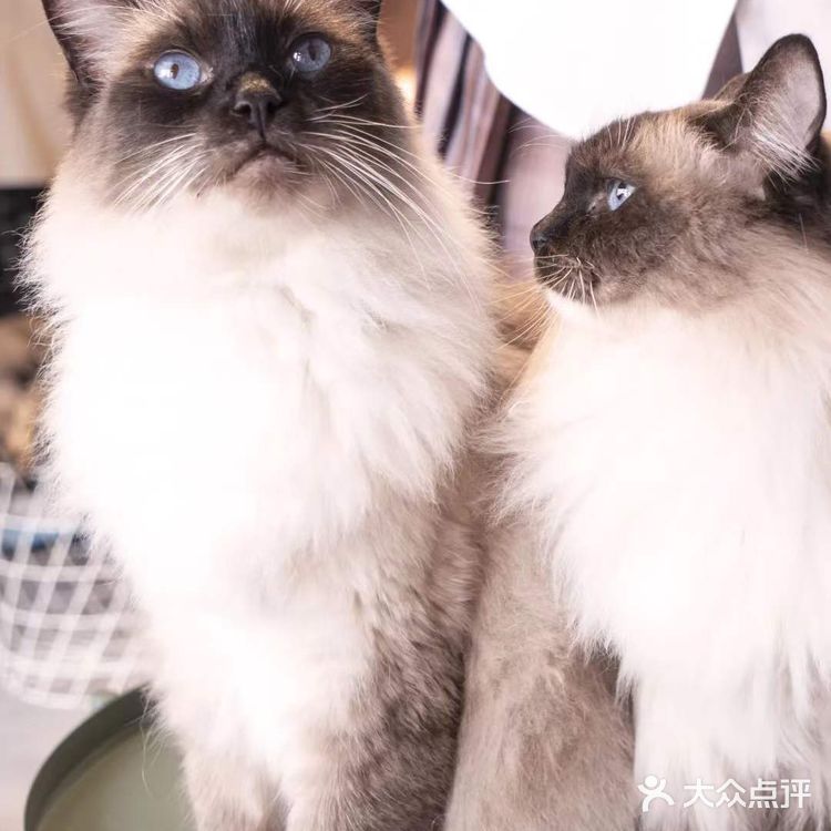 北京路独栋三层猫咖,男朋友赖着不肯走…