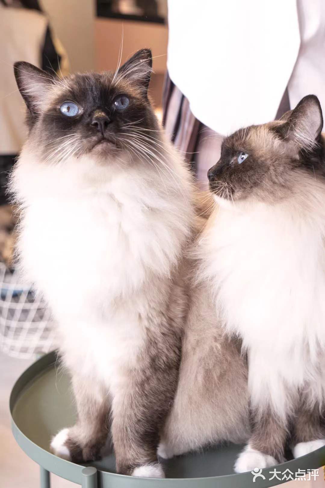 北京路独栋三层猫咖，男朋友赖着不肯走…