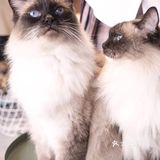 北京路独栋三层猫咖，男朋友赖着不肯走…