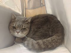 -瑞鹏宠物医院·骨科·猫科·内科(第一中心)