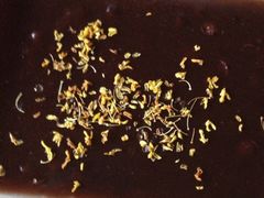 桂花糖粥-随柳居·苏式小吃(建新巷店)