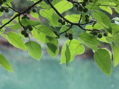 -贵阳市花溪国家城市湿地公园