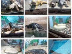 -石家庄市动物园