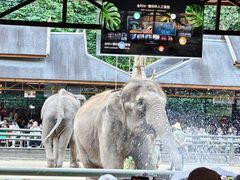-野象谷景区