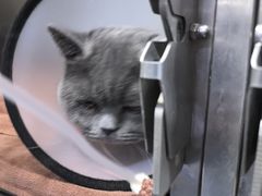 -佑安动物医院·全科·内窥镜中心(幸福巷店)