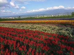 -富田农场