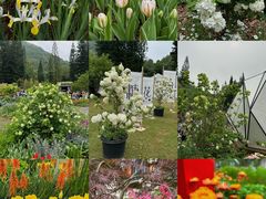 -深圳仙湖植物园