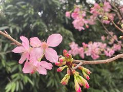 -广州市白云山风景名胜区