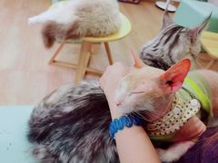 -猫在这儿猫咪咖啡馆·撸猫馆