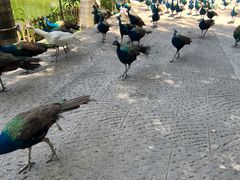 -西双版纳原始森林公园