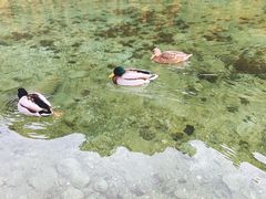-柯尼希湖