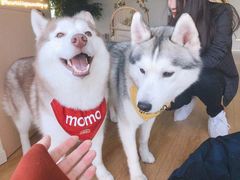 -Husky Go! 哈士奇体验馆·宠物咖啡厅狗咖