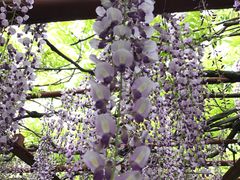 -嘉定紫藤园