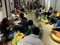 -逗柴咖啡屋·狗咖猫咖宠物桌游