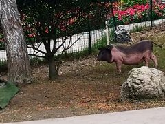 -洪湖家庭农场·团建·露营·会议